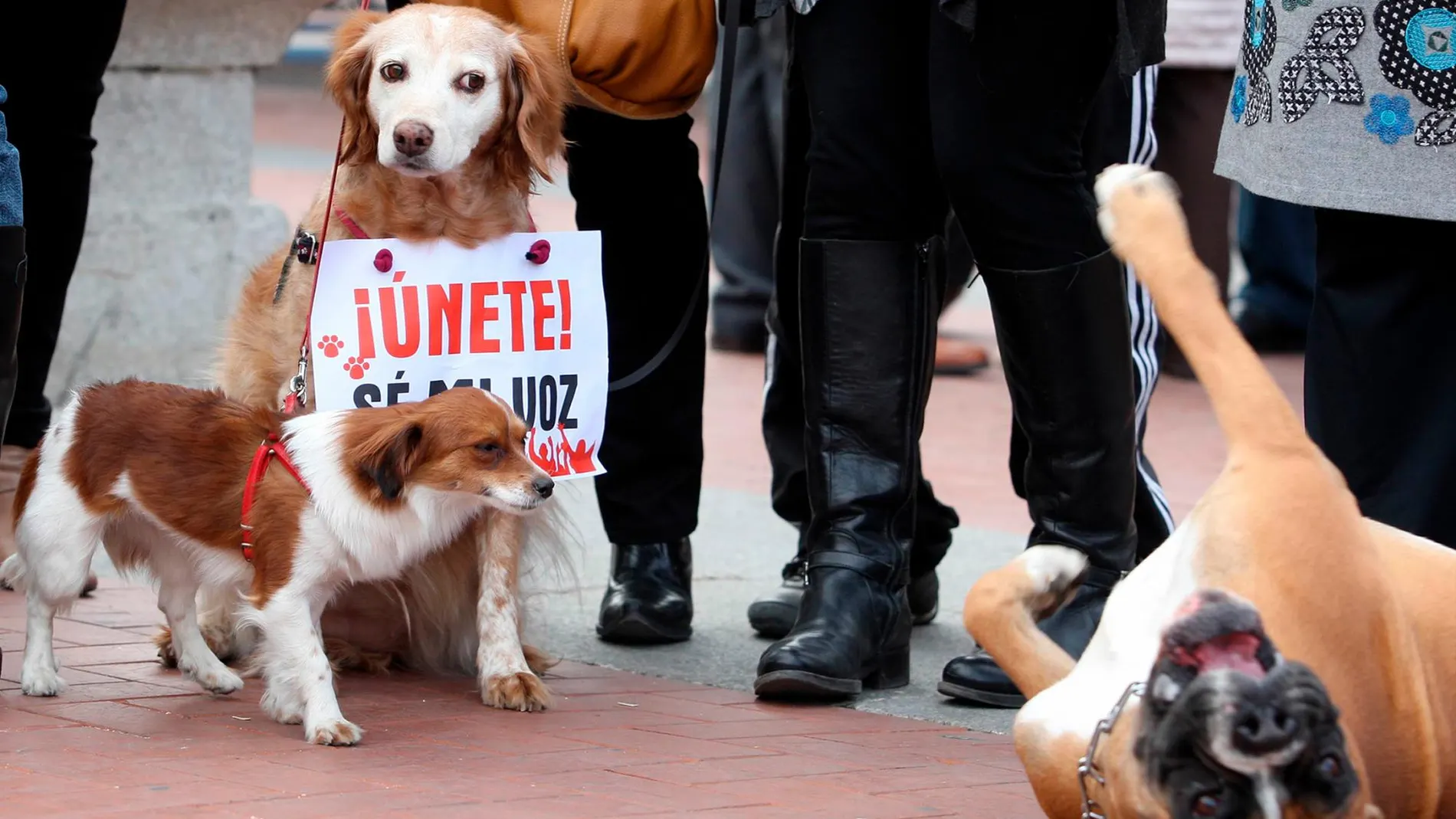 Concentración en Valladolid contra el maltrato animal