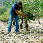 Este ya era una mal año para las cosechas, pero las lluvias de esta semana han echado a perder el poco fruto que los agricultores habían obtenido. Foto: Cipriano Pastrano