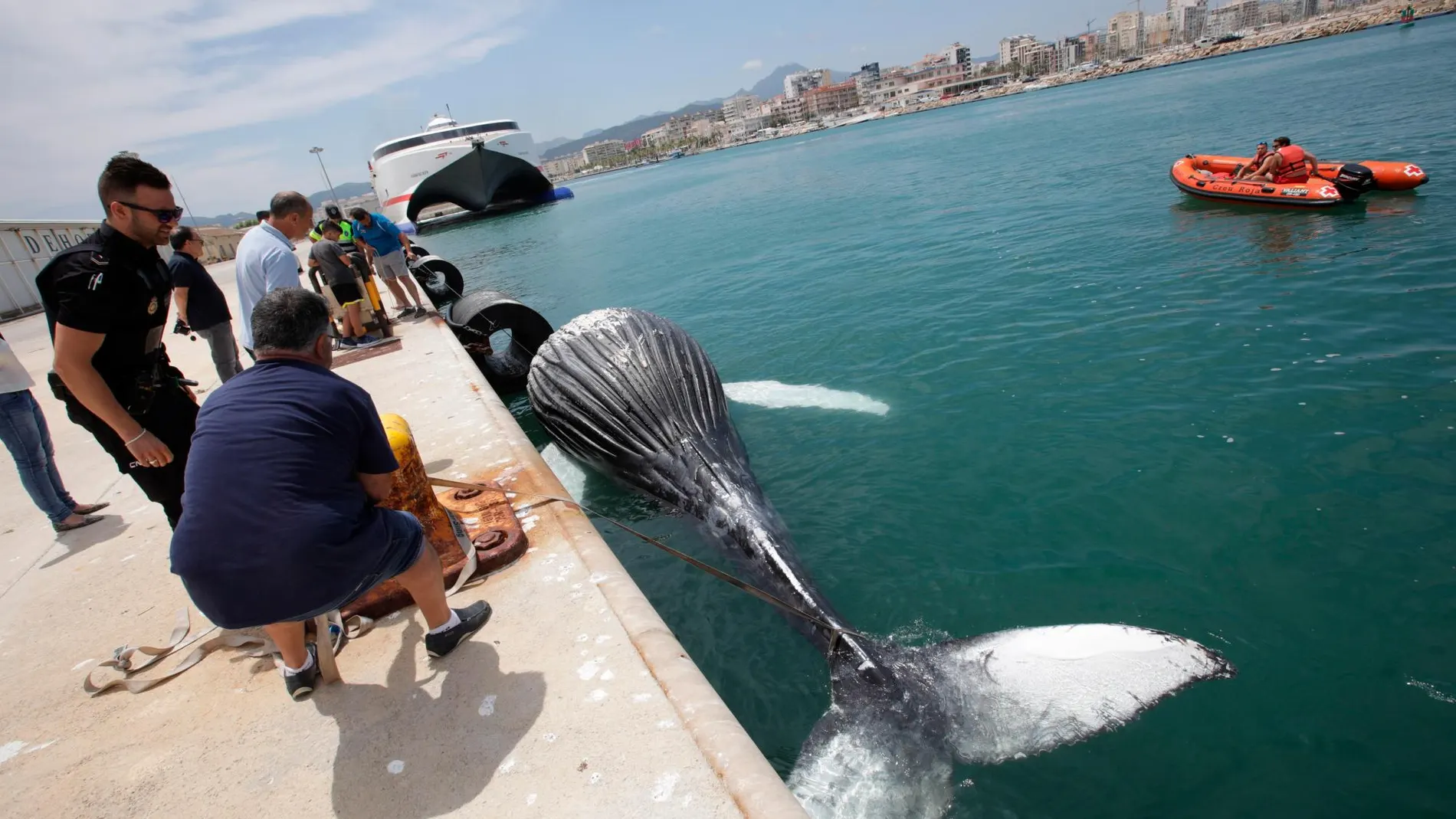 El cadáver de un cetáceo, al parecer una cría de ballena, apareció ayer varado en la escollera que da acceso al puerto de Gandia.