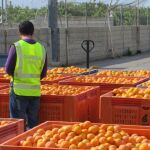 La Guardia Civil recupera cinco mil kilos de naranjas de más de 285.000 robados