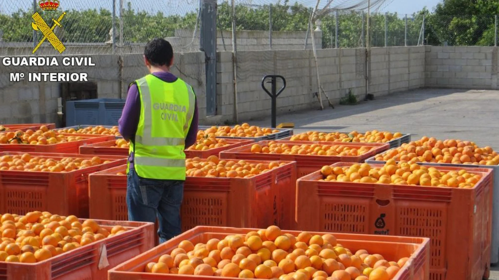 La Guardia Civil recupera cinco mil kilos de naranjas de más de 285.000 robados