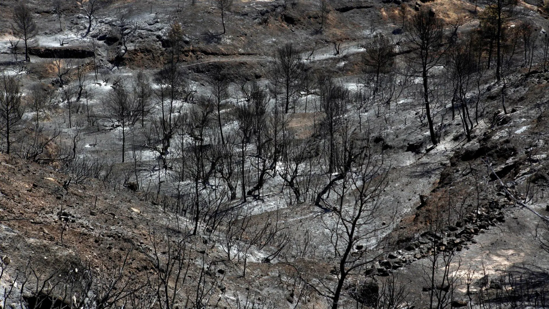 El incendio arrasó más de 5.000 hectáreas