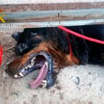El perro abandonado en Santomera estaba deshidratado y tenía numerosas heridas