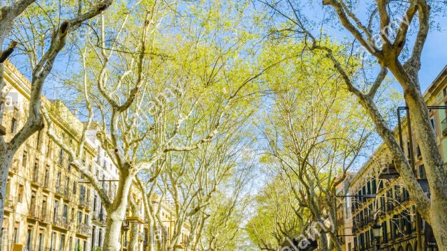 En la imagen, La Rambla de Barcelona