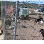 La Guardia Civil detiene al dueño de un criadero por el mal estado de los perros