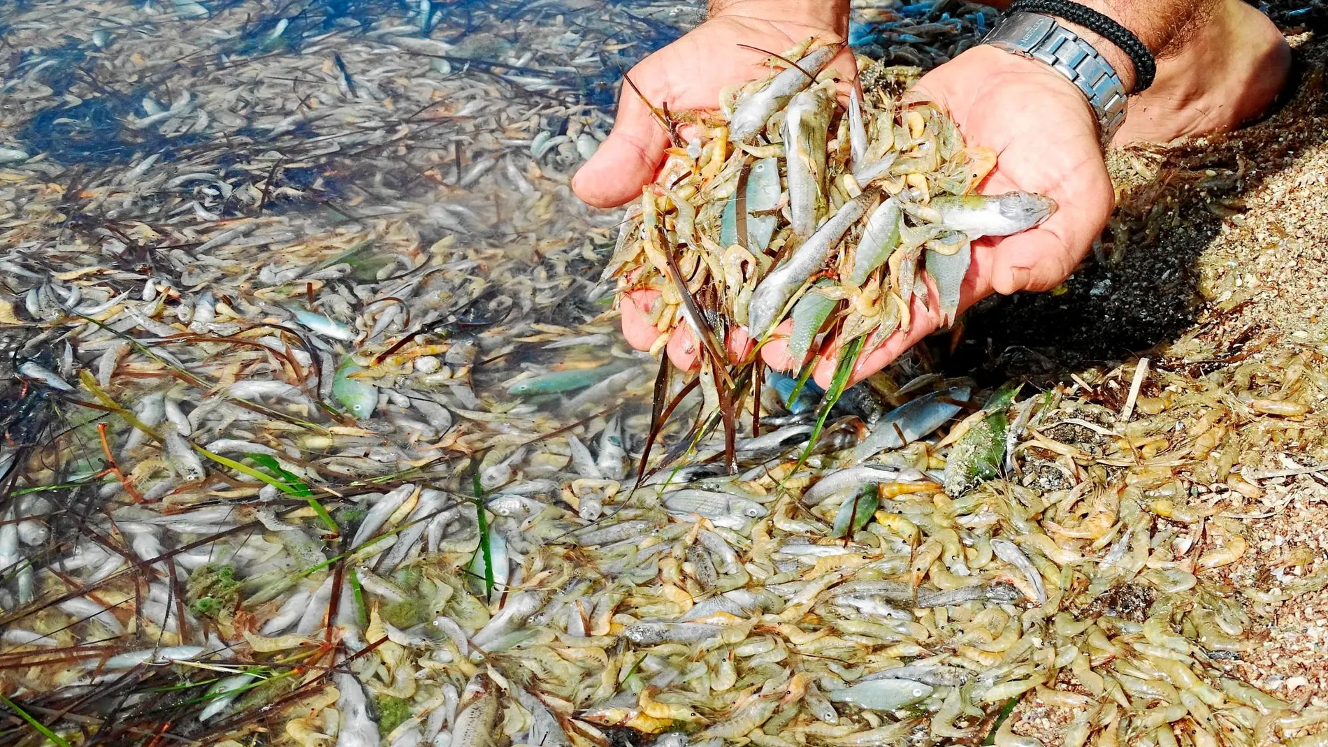 Cientos de miles de animales, desde quisquillas hasta leguados, e incluso los invasores y resistentes cangrejos azules, se agolpan muertos en las orillas. Foto: P. García/ Anse