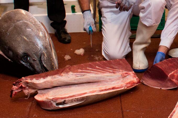Ronqueo de atún rojo de almadraba. (Foto: Gtres online)