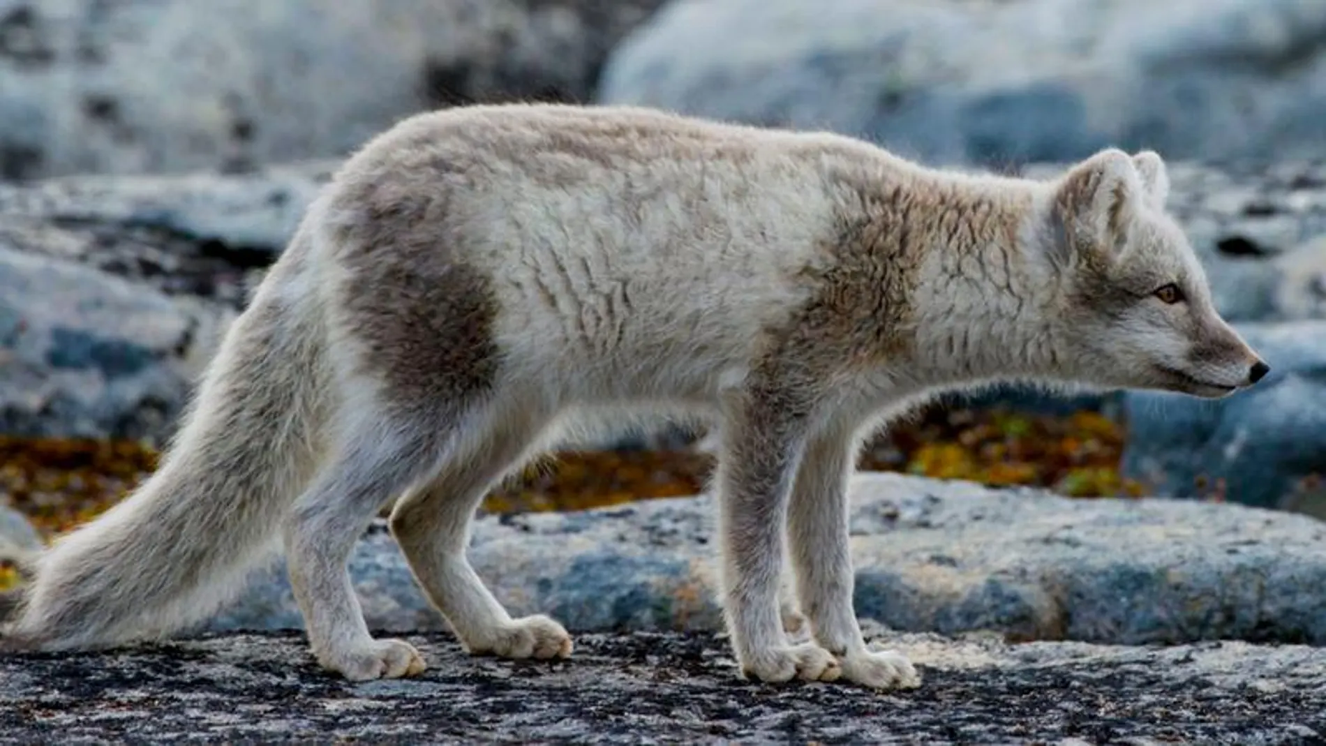 Imagen de un zorro ártico