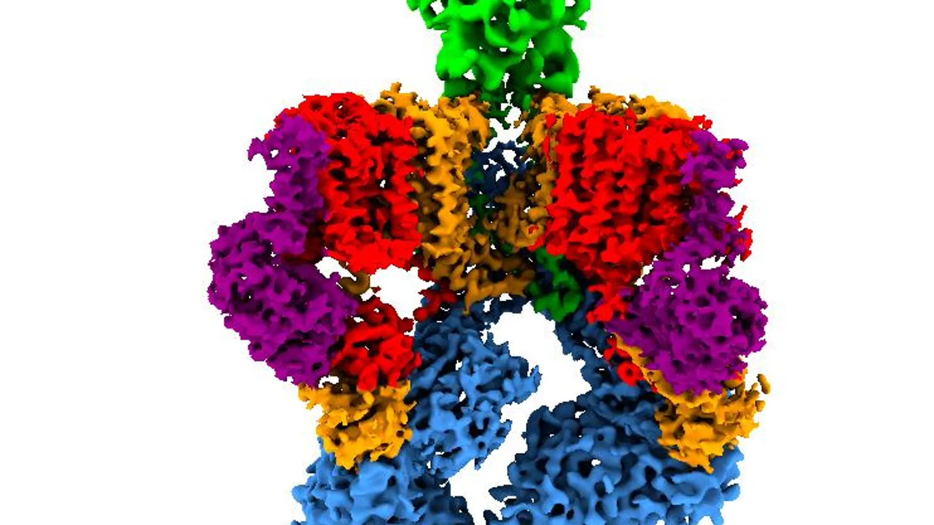 Estructura 3D del sistema de secreción de la bacteria Mycobacterium smegmatis | CNIO