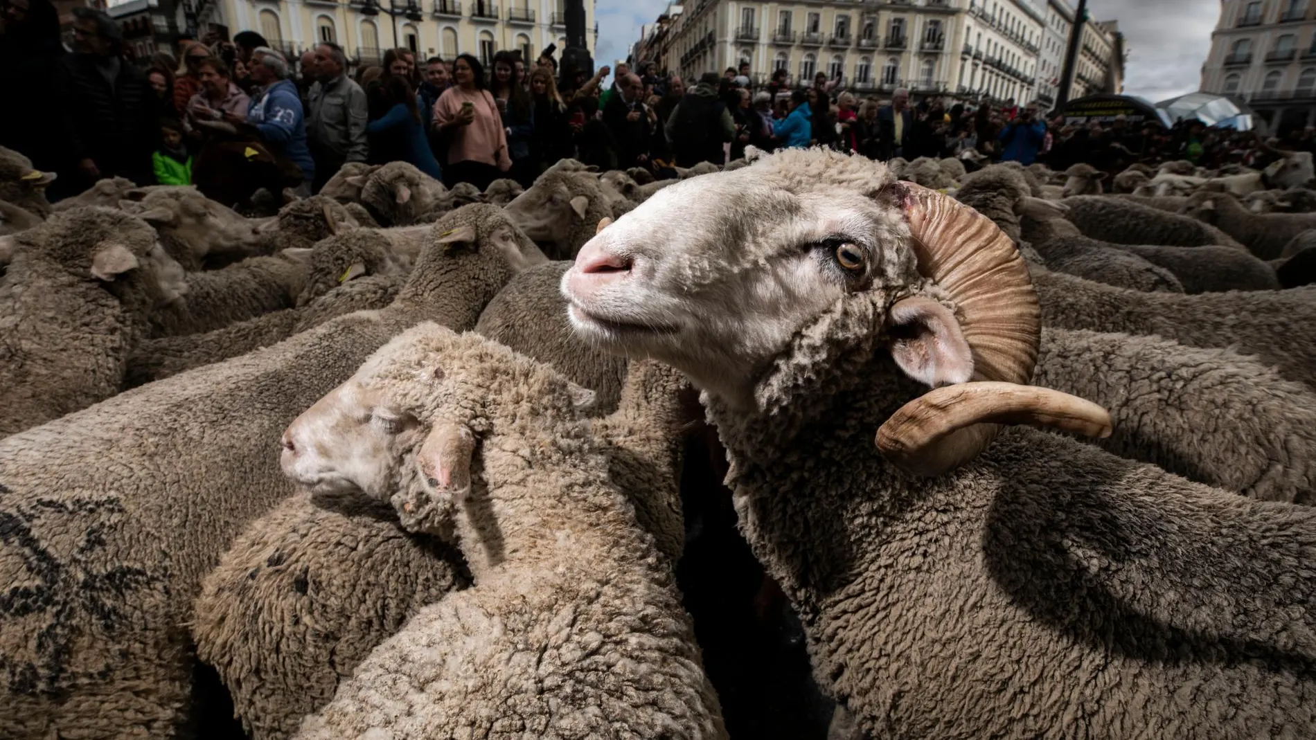20-10-19. 1.800 orejas y 100 cabras recorren el centro de Madrid. Fiesta de la Transhumancia.