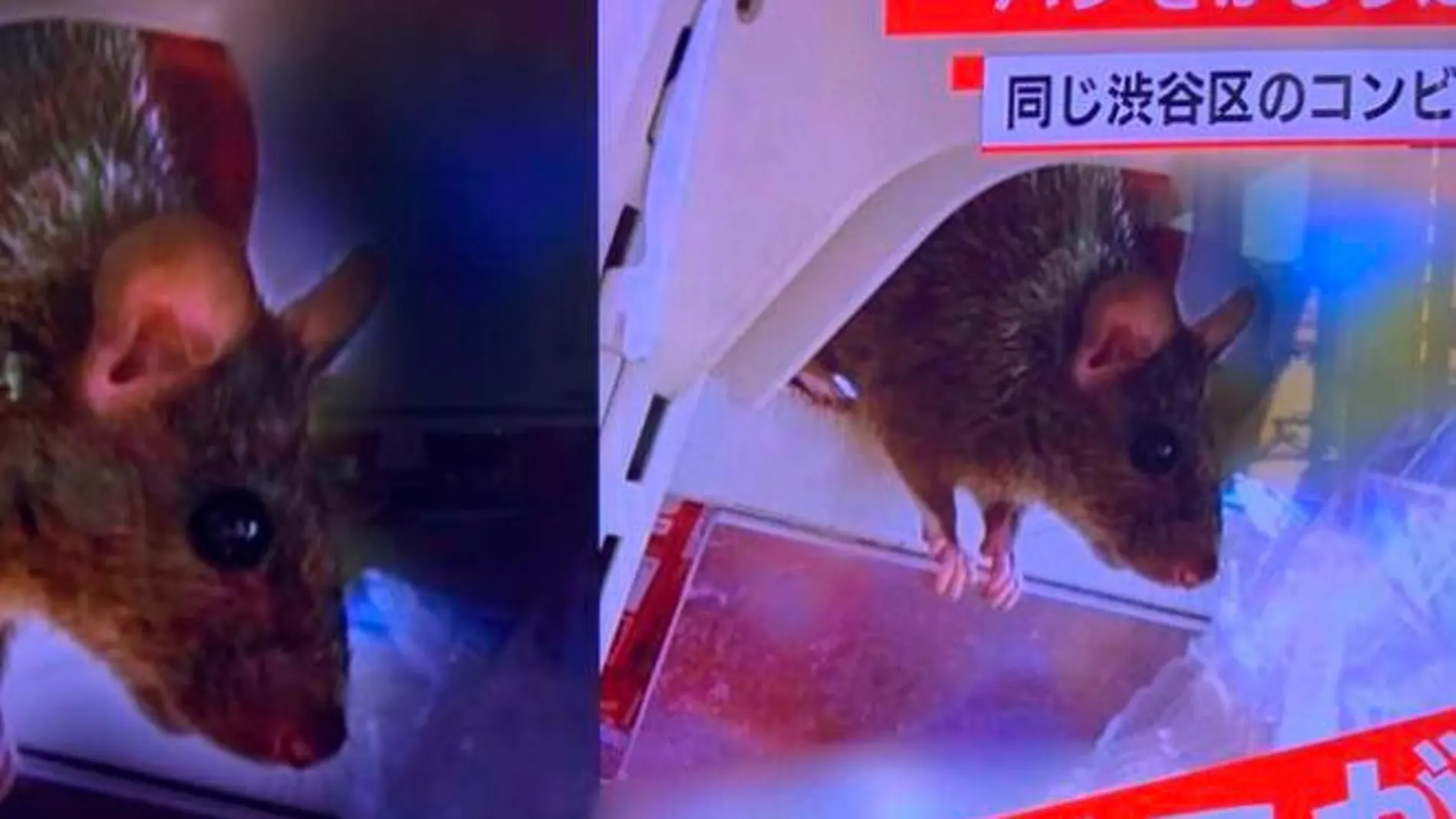Ratas colándose en las vitrinas refrigeradas del local.