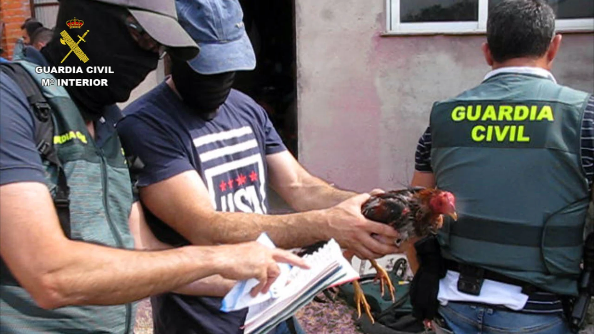 La Guardia Civil detiene a 13 personas por la celebración clandestina de peleas de gallos en la localidad de Tordesillas (Valladolid)