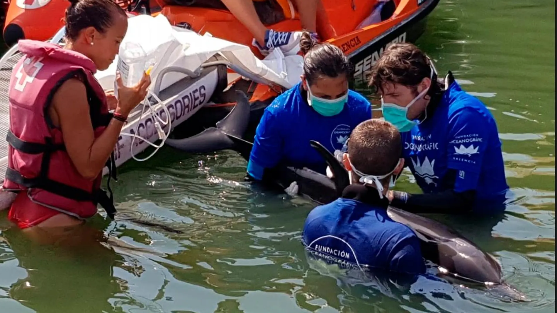 El delfín se encontraba en el interior de la bocana del río Turia