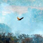 Un ave vuela sobre el Amazonas durante los devastadores incendios de agosto