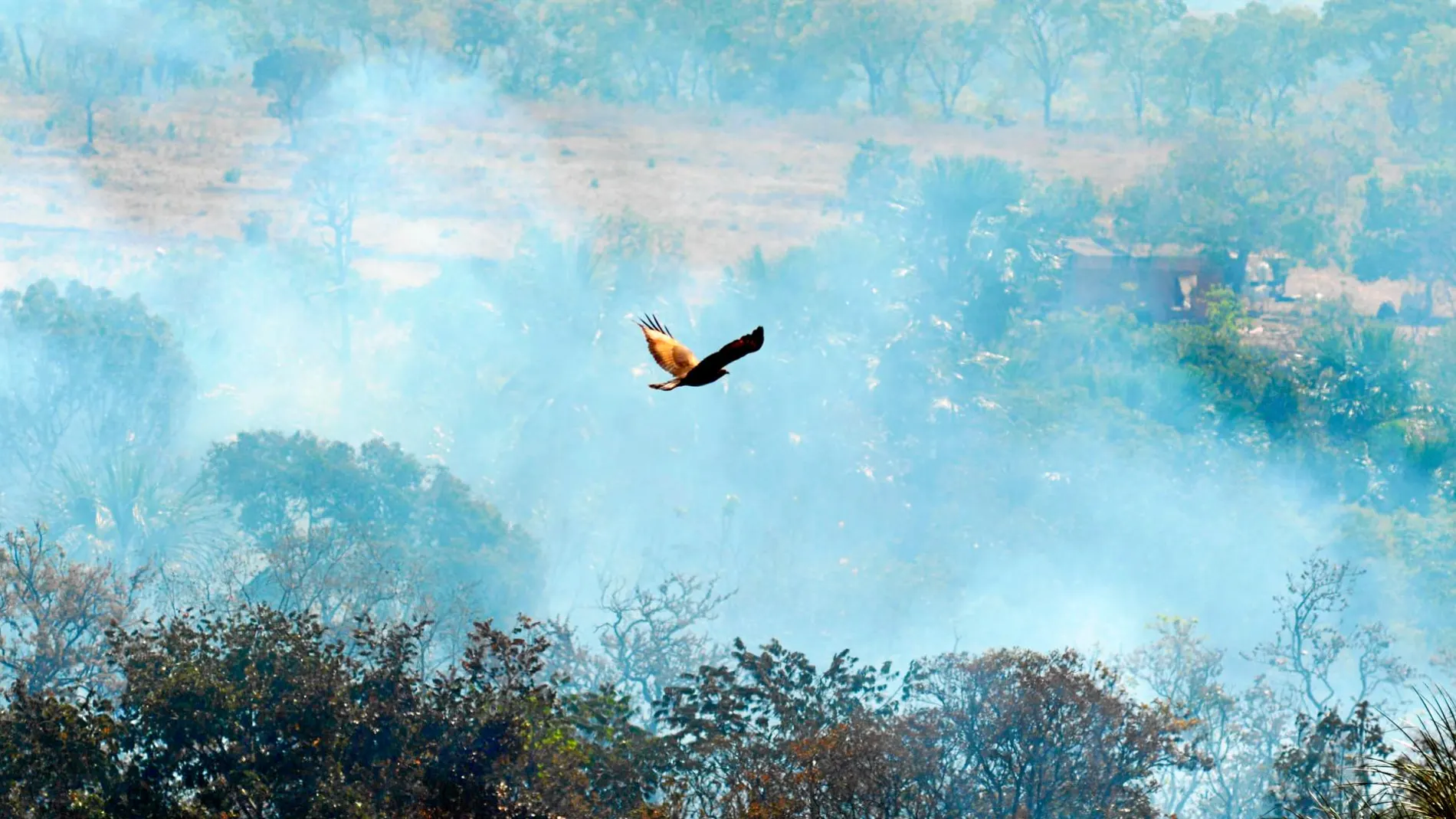 Un ave vuela sobre el Amazonas durante los devastadores incendios de agosto