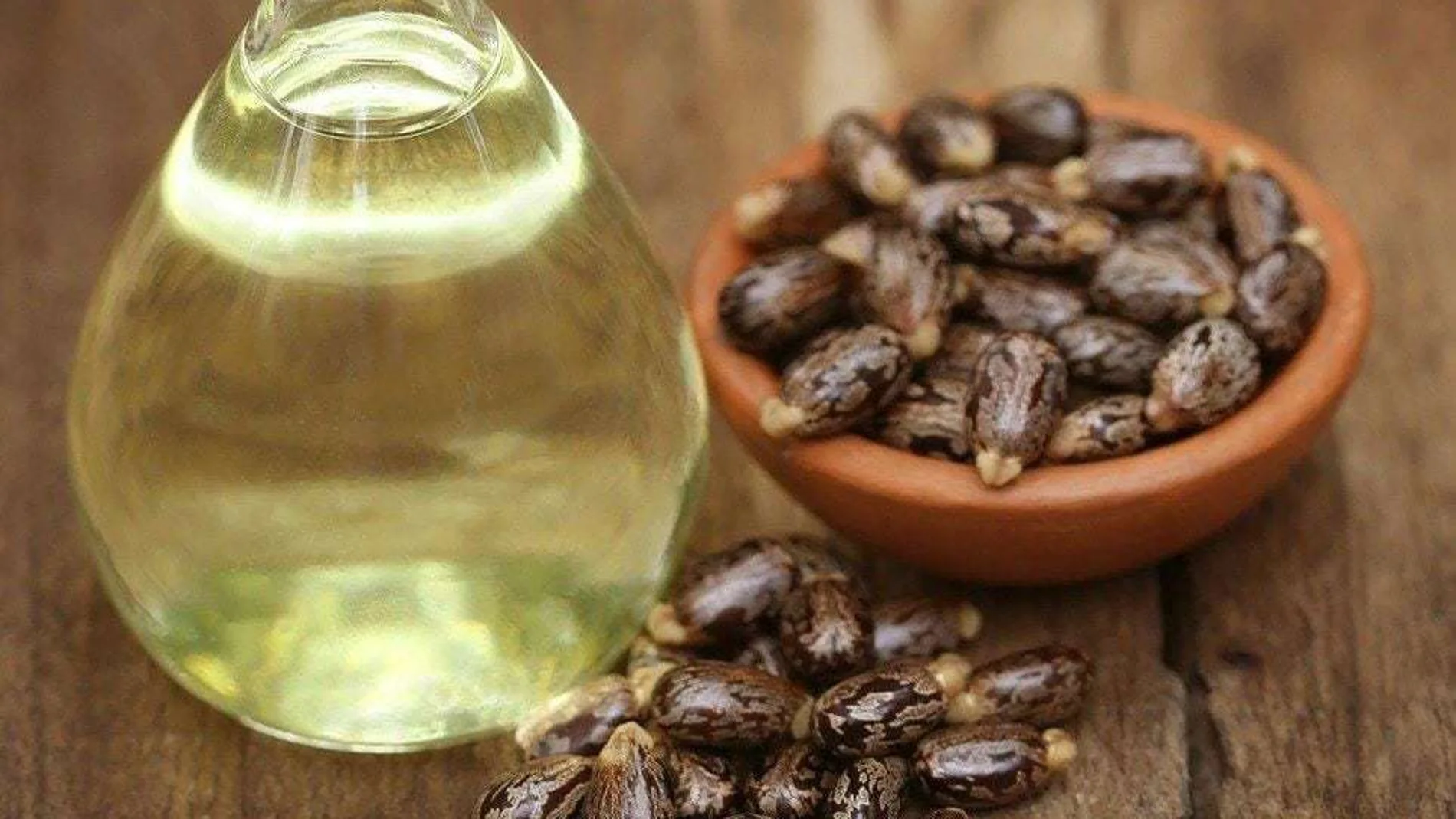 El Riccinos comunis es la planta de donde se extrae el aceite de ricino, pero también de donde se puede obtener uno de los venenos más letales del mundo: el ricino