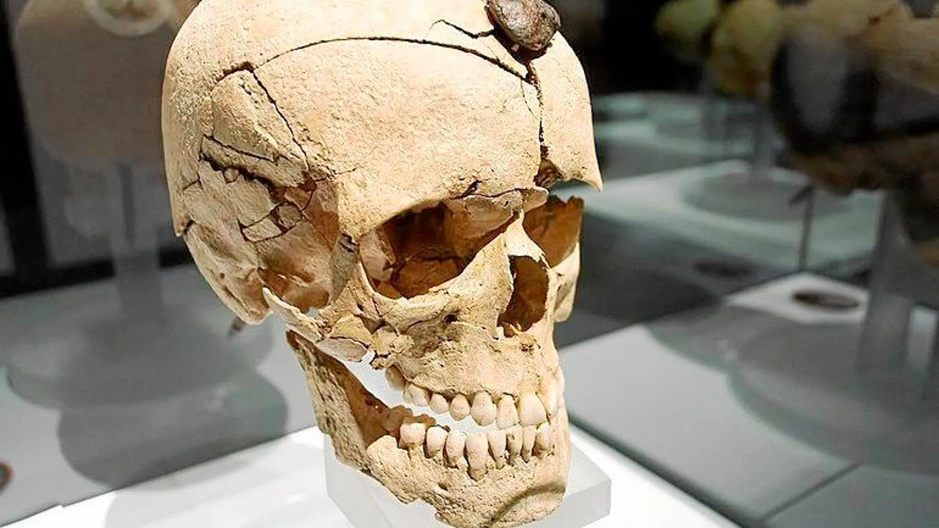 Cráneo enclavado de Ullastret, Museo Arqueológico de Cataluña