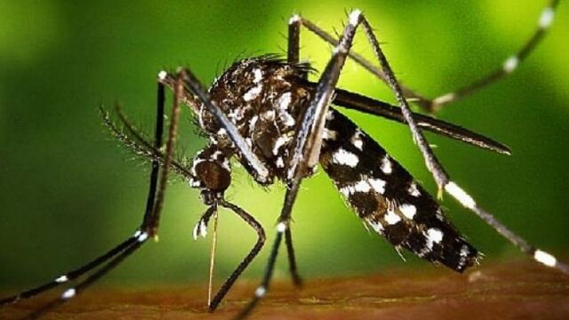 El mosquito tigre
