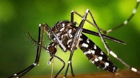 El mosquito tigre