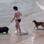 Los perros también pueden refrescarse en el mar