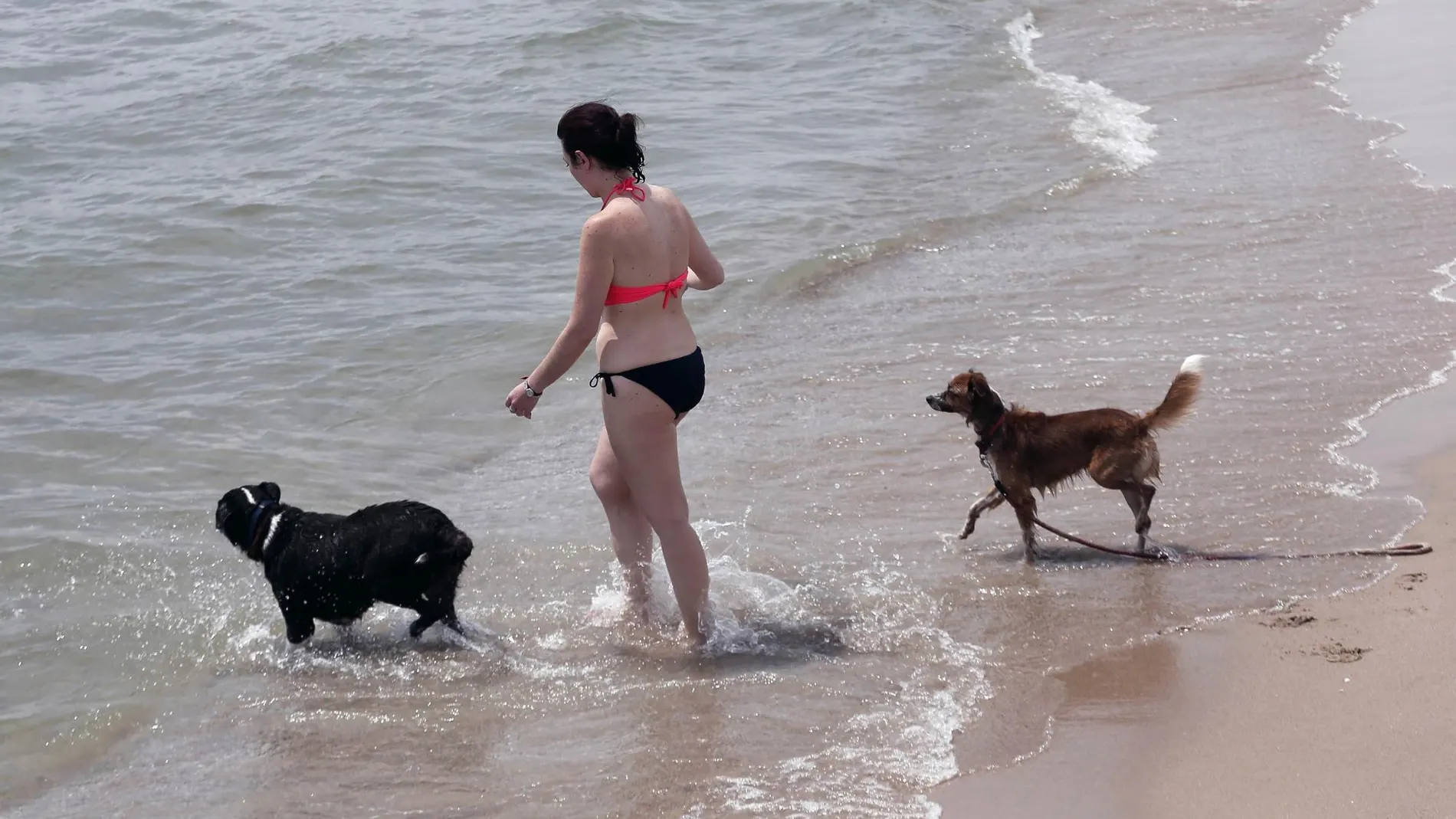 Los perros también pueden refrescarse en el mar