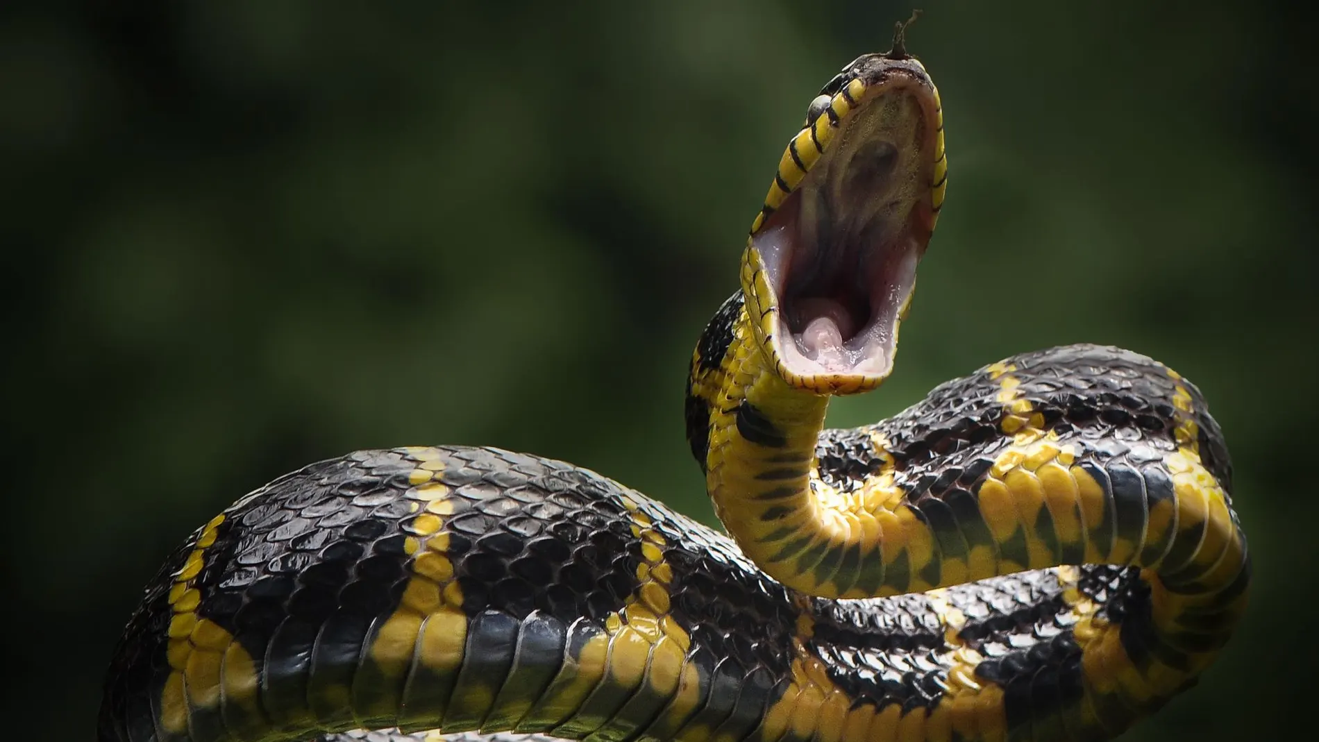 Imagen de archivo de una serpiente