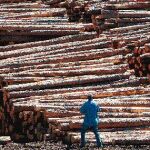 La superficie boscosa en nuestro país ha crecido más de un 33% en los últimos 15 años, aunque el consumo de madera ha caído una enormidad