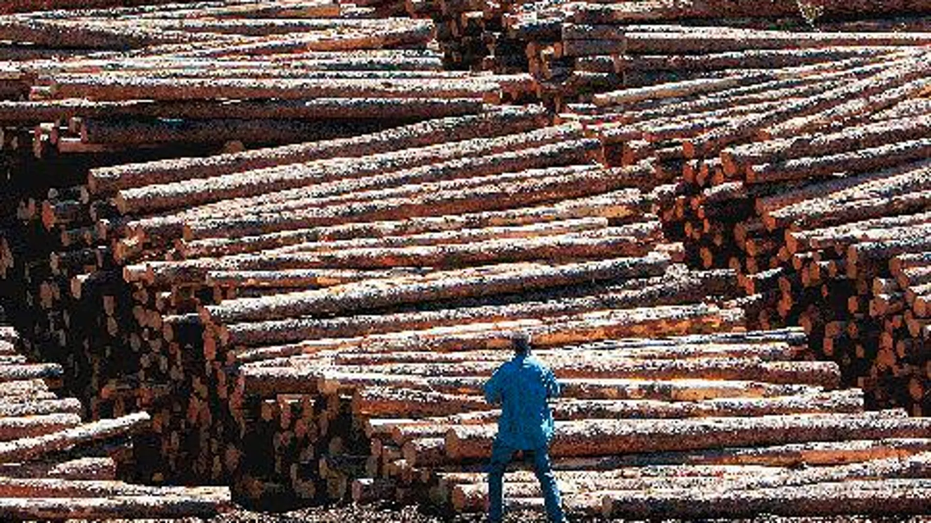 La superficie boscosa en nuestro país ha crecido más de un 33% en los últimos 15 años, aunque el consumo de madera ha caído una enormidad