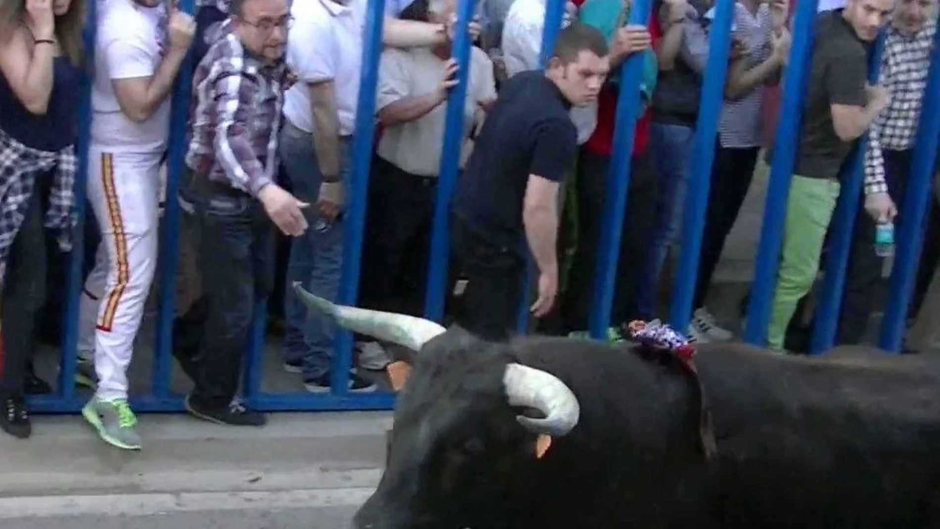 Toro del Alba en la localidad zamorana de Bóveda de Toro