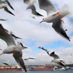 Varias gaviotas volando en Estambul
