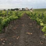 Los viñedos del Marco de Jerez ocupan 6.500 hectáreas en seis localidades gaditanas / Foto: La Razón