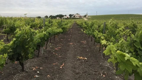 Los viñedos del Marco de Jerez ocupan 6.500 hectáreas en seis localidades gaditanas / Foto: La Razón