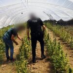 Plantación de marihuana incautada tras una operación contra el narcotráfico en Almonte (Huelva) / La Razón