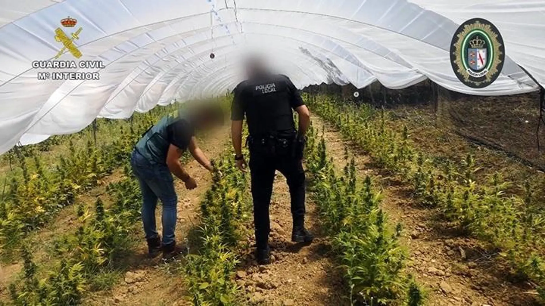 Plantación de marihuana incautada tras una operación contra el narcotráfico en Almonte (Huelva) / La Razón
