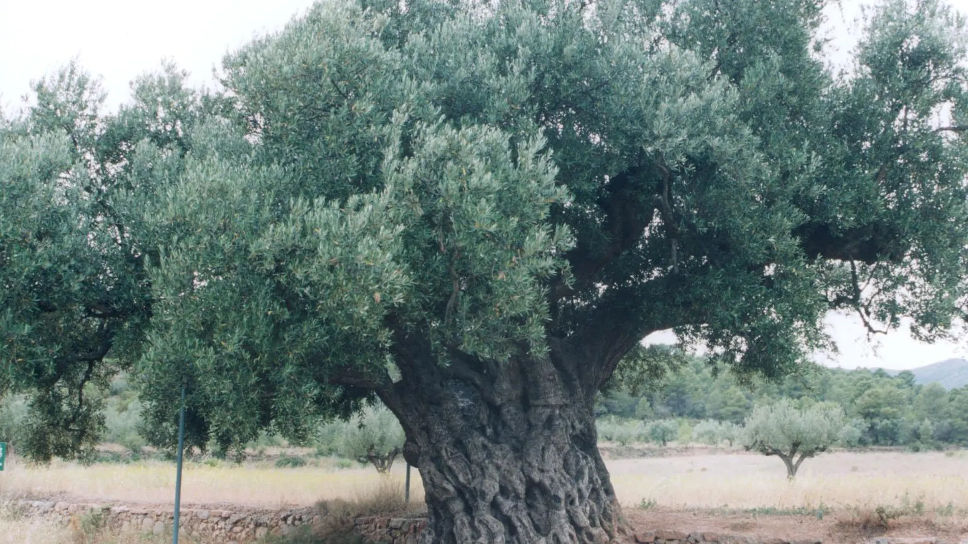 imagen de un olivo