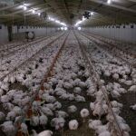 Granja de gallinas/Foto: Reuters
