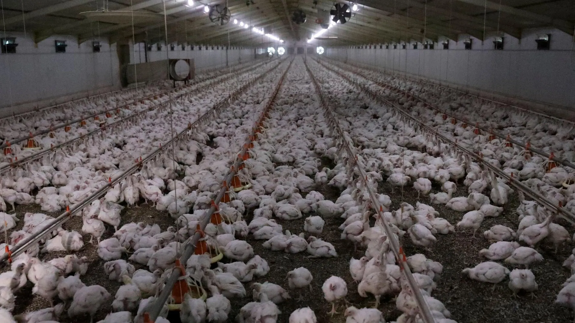 Granja de gallinas/Foto: Reuters