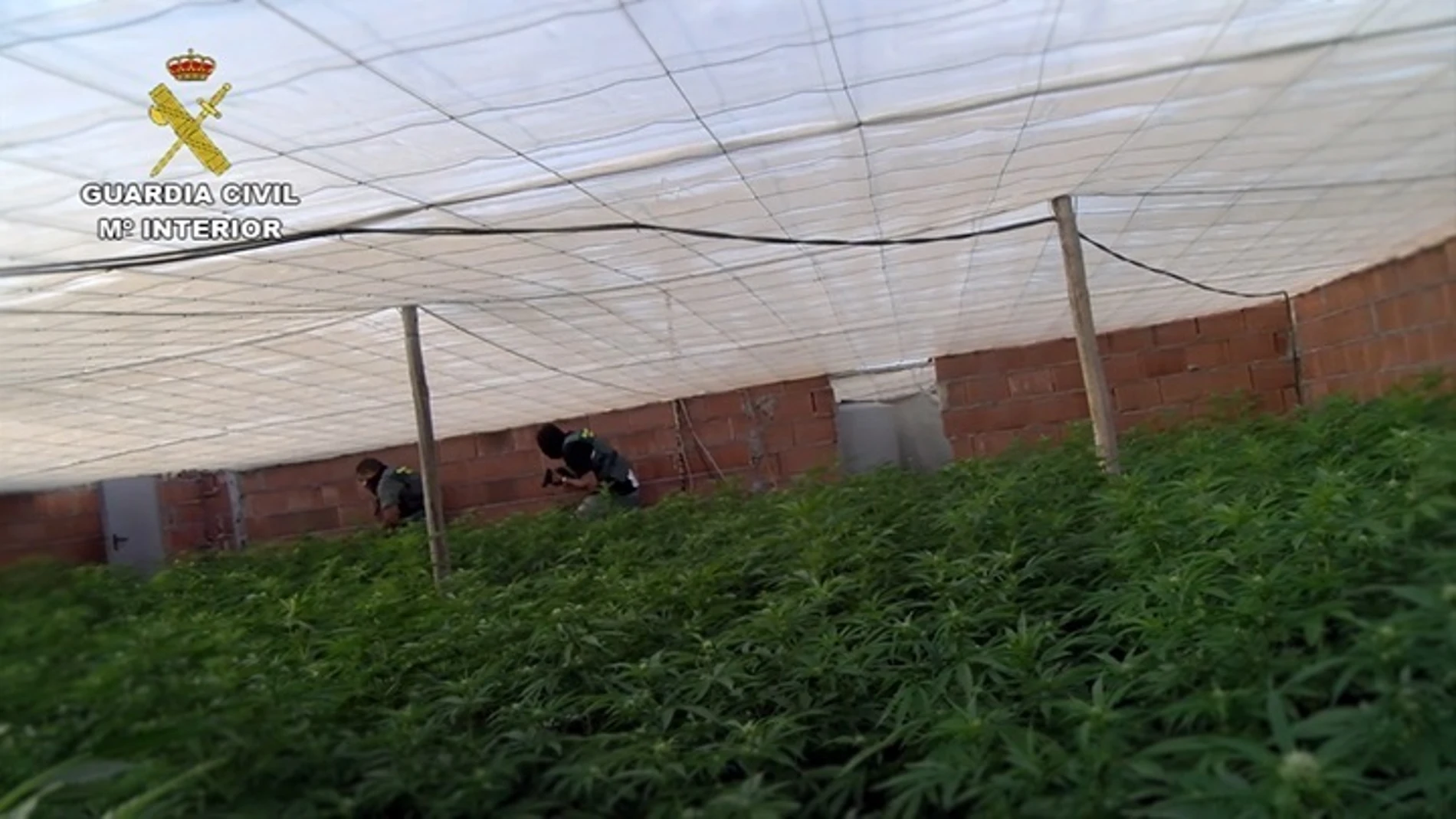 Desarrollo de la operación ‘Pozo Green’ contra el cultivo de marihuana / La Razón