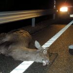 La superpoblación de ciervos y corzos está detrás de este aumento de los accidentes de tráfico en nuestras carreteras