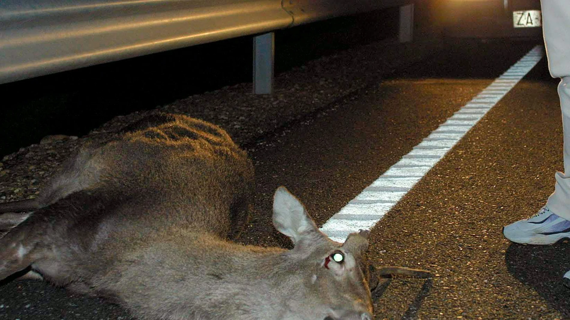 La superpoblación de ciervos y corzos está detrás de este aumento de los accidentes de tráfico en nuestras carreteras