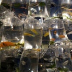 Decenas de peces tropicales listos para su venta en bolsas de plástico en Hong Kong