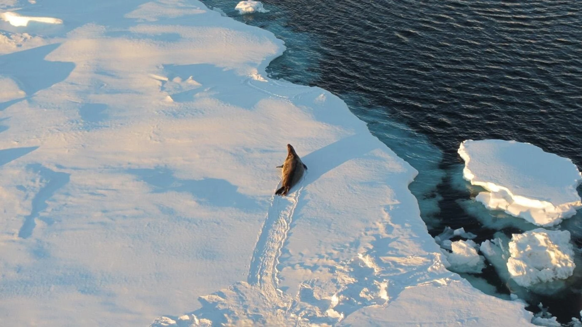 El hielo marino antártico es clave para desatar glaciaciones globales