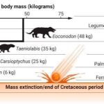 Evolución de las especies tras la extinción de los dinosaurios