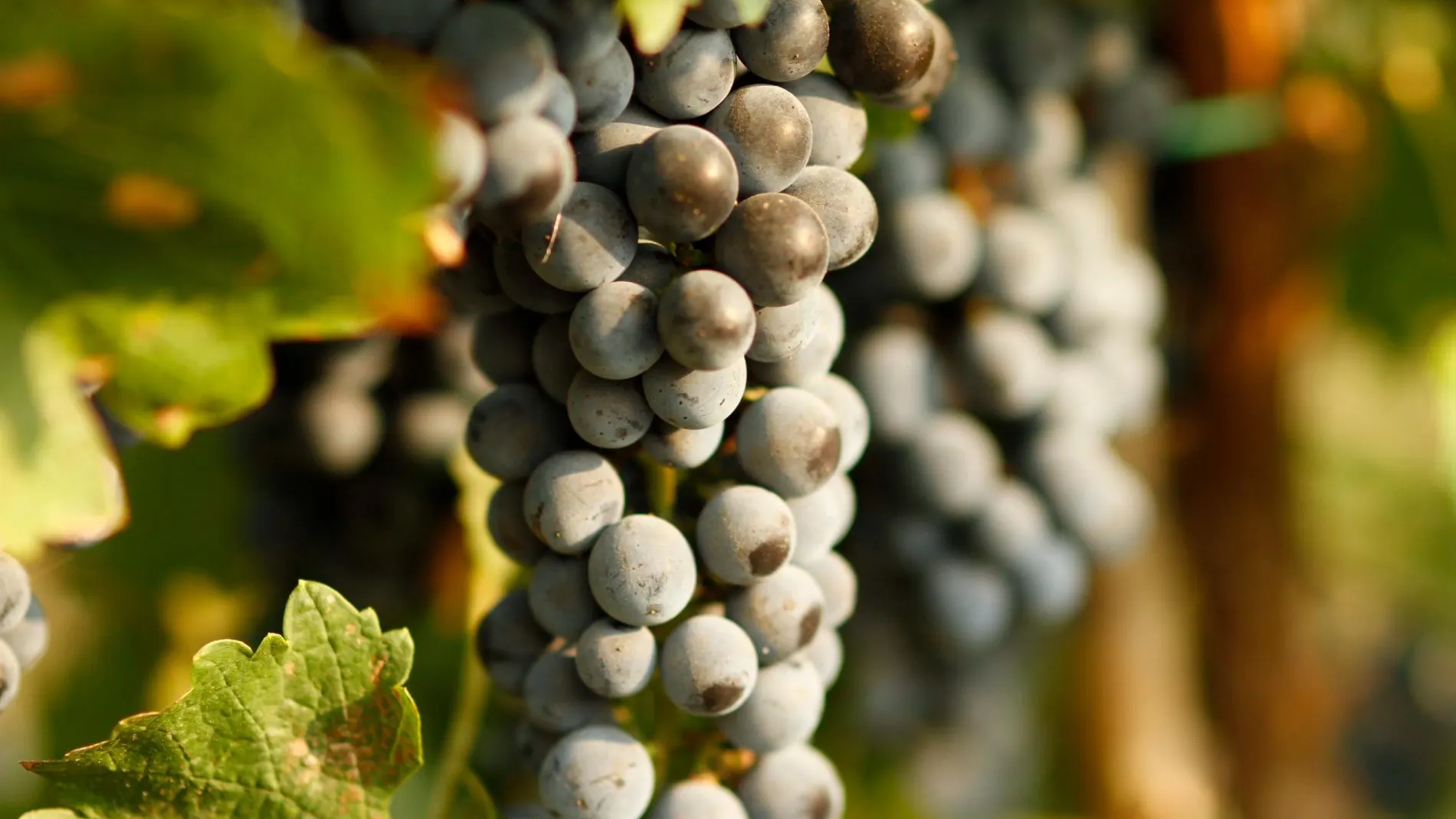 El vino es uno de los productos cuyas exportaciones a EEUU se están viendo afectadas por la subida de aranceles impuesta por el presidente norteamericano