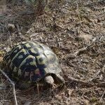 Una foto de archivo de las tortugas liberadas en Bovera en año pasado