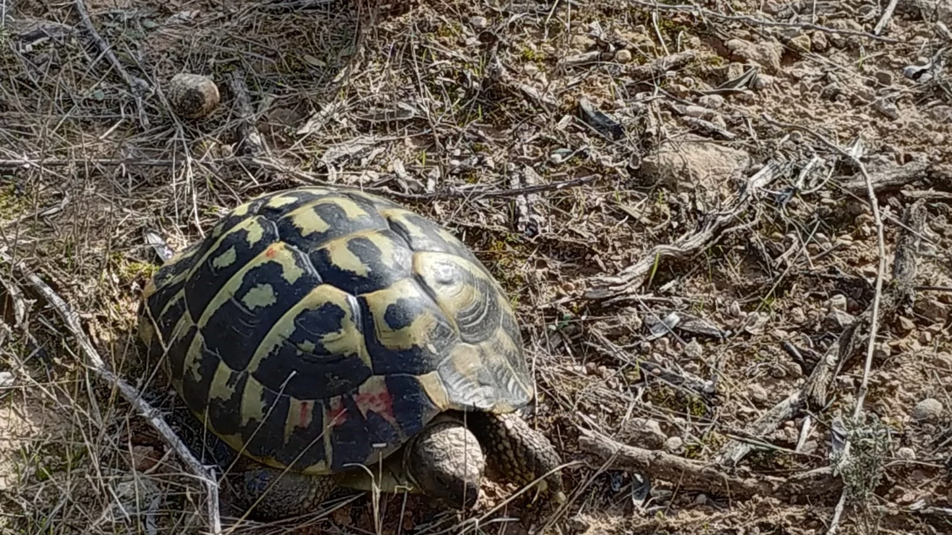 Liberadas 30 nuevas tortugas en Bovera (Lleida)