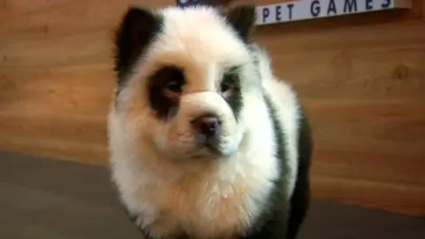 Perro panda