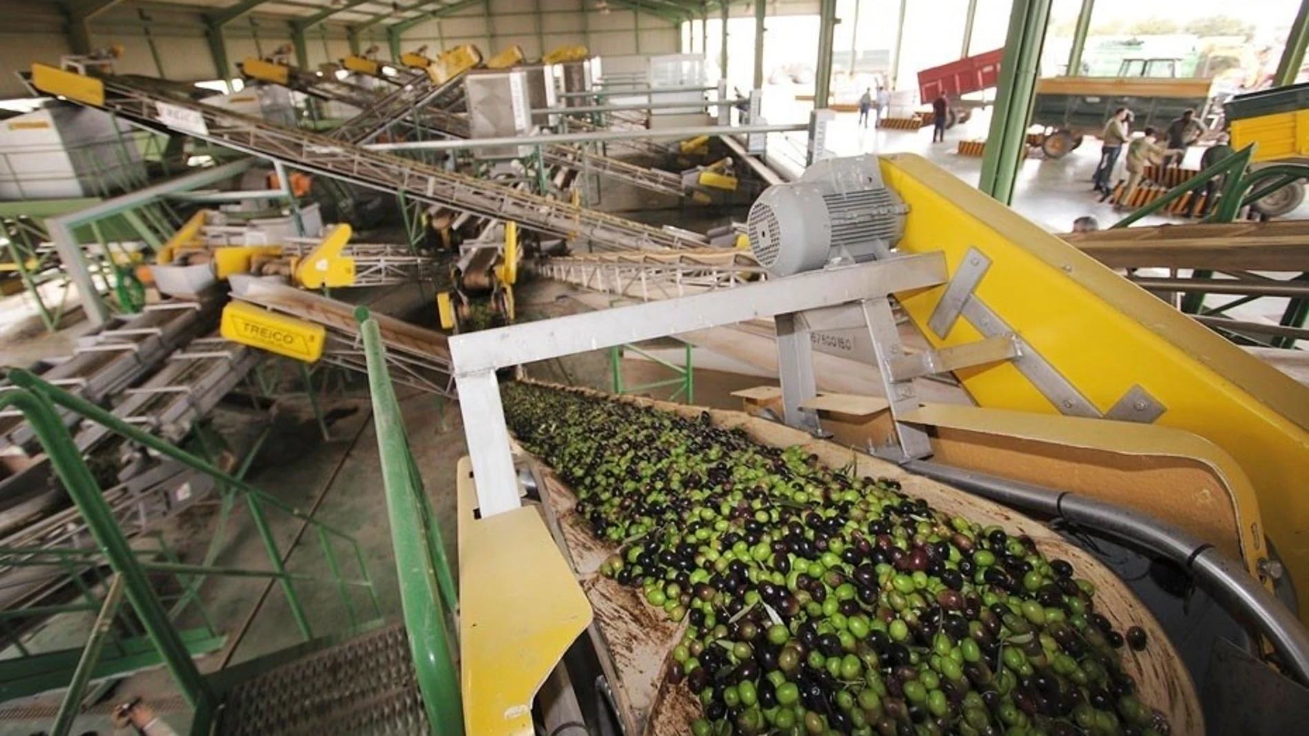 Una almazara en pleno proceso de producción del aceite de oliva / La Razón