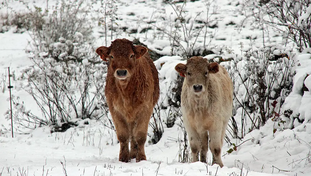 Las primeras nevadas cubren los valles de Babia y Laciana en León