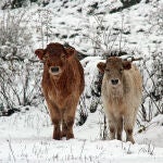 Las primeras nevadas cubren los valles de Babia y Laciana en León